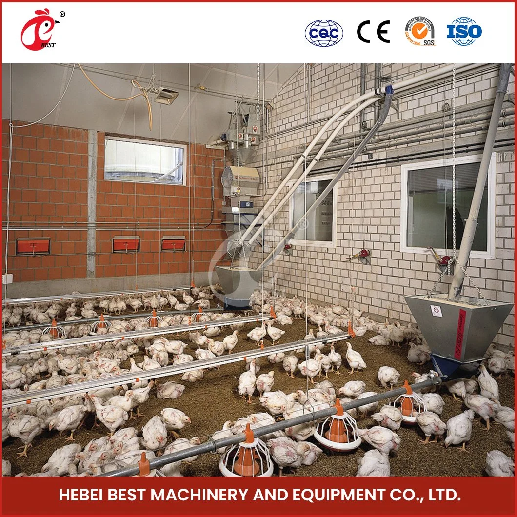 Bestchickencage Broiler Deep Litter System Großhandel China ABS Engineering Plastics Material Deep Litter für Broiler Hersteller