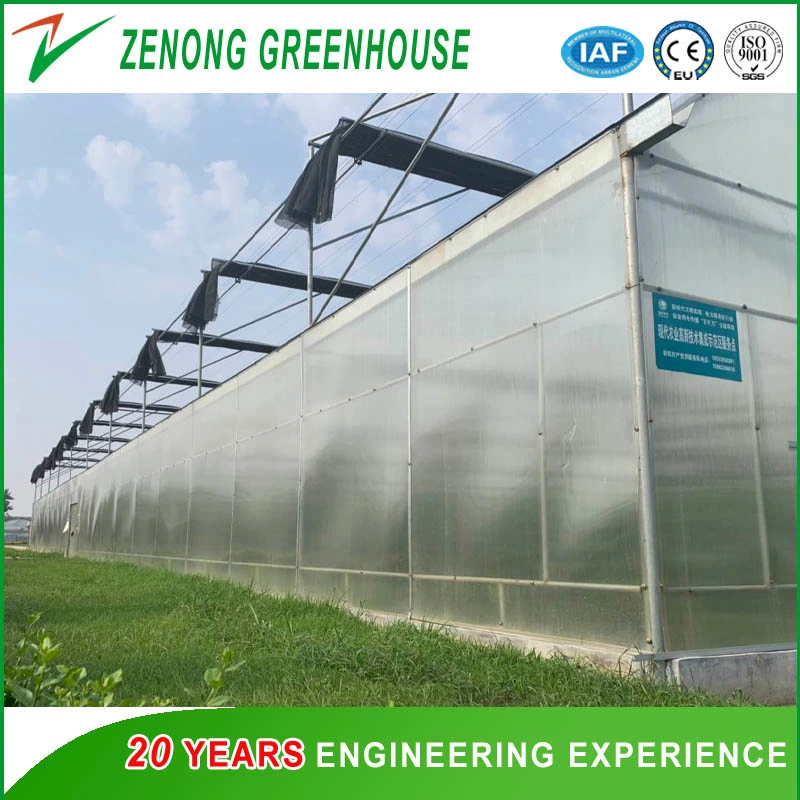 Commercial Poly Film Single-Span Greenhouse with Growing Lights for Vegetable/Flower/Fruit Planting