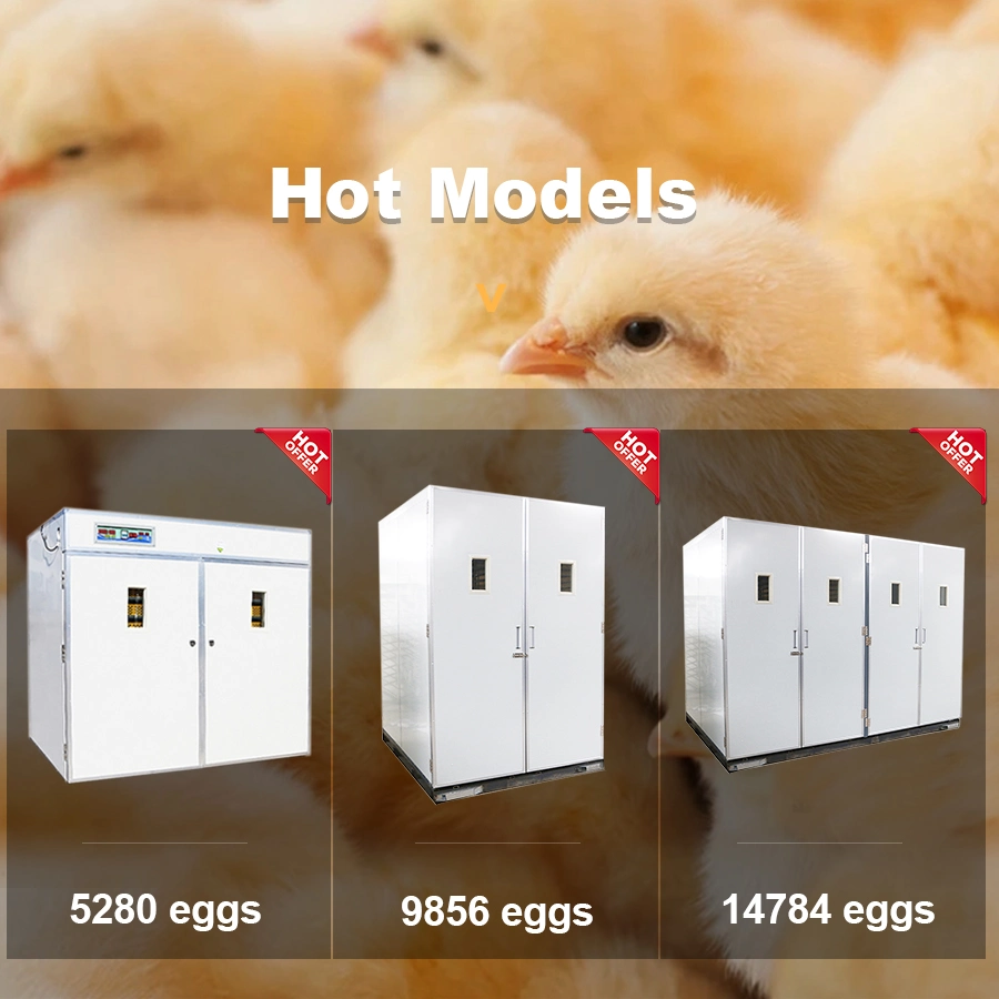 Ferme avicole élevant des poulets, incubateur automatique pour 5000 œufs.