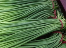 New Crop of Fresh Garlic Shoot, Garlic Steam, Garlic Sprout