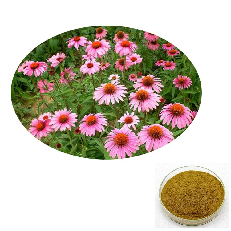 Fábrica melhor qualidade extracto de ervas naturais Echinacea Purpurea Extract Pó