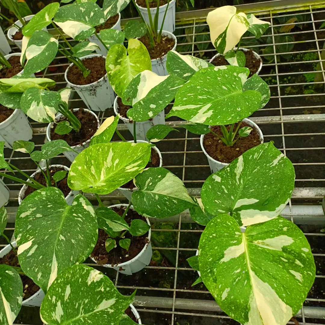 Monstera Deliciosa Thai Constellation Seltene Dekorative Lebende Pflanze Für Den Innenbereich