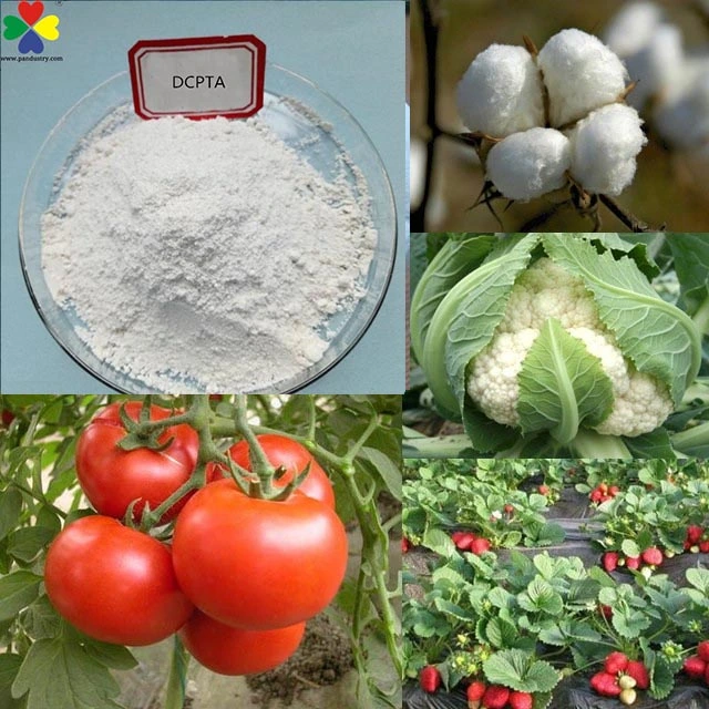 Best Selling for Chemicals Dcpta 98% Tc for Tuber Crops