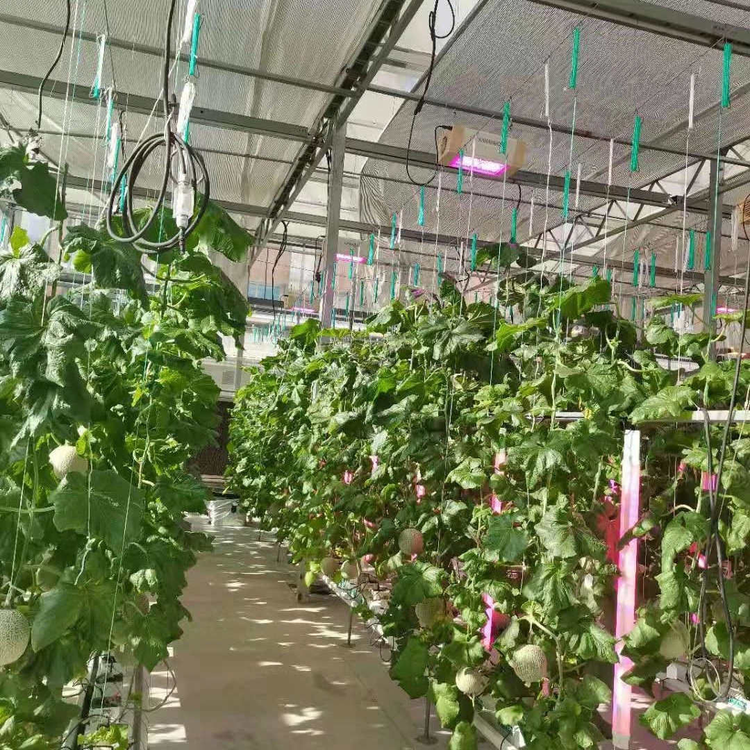 Agriculture Film Sheet Greenhouse with Innovative Hydroponic Technology