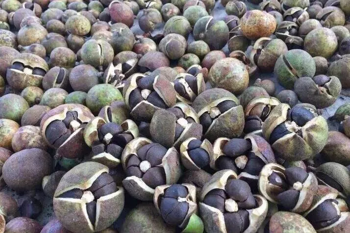 prix d'usine huile de peller d'arachides de haute qualité Epaillage de fruits Machine machine à éplucher les fruits Camellia