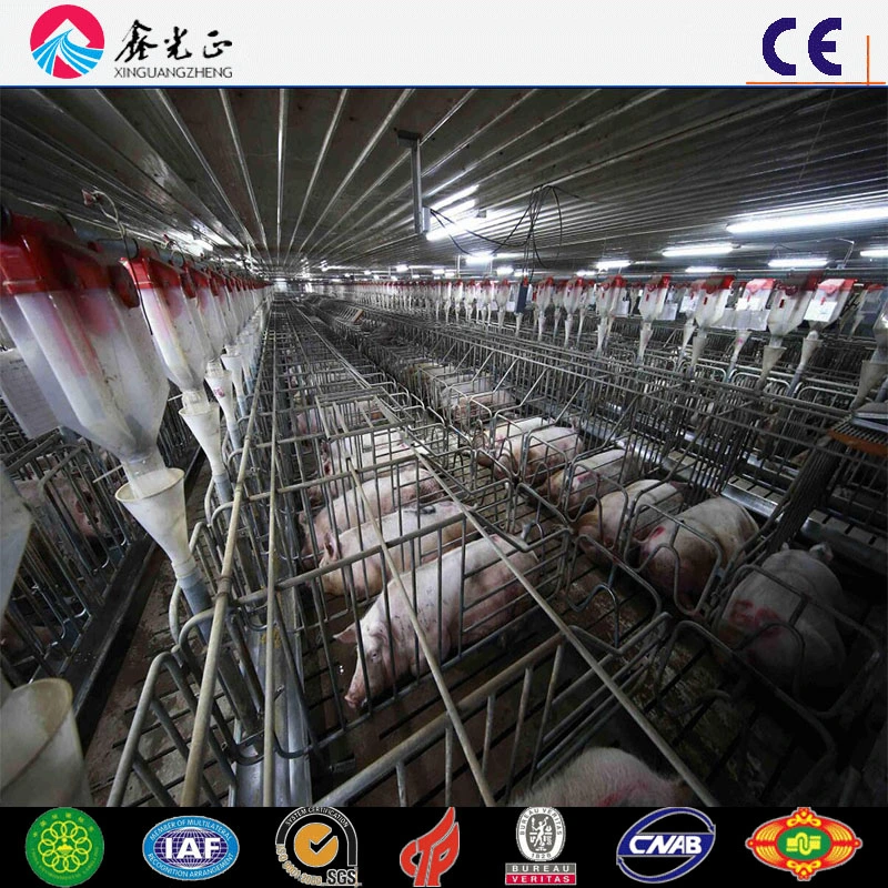 Automatic Pig Farming Feeder System for Pig House