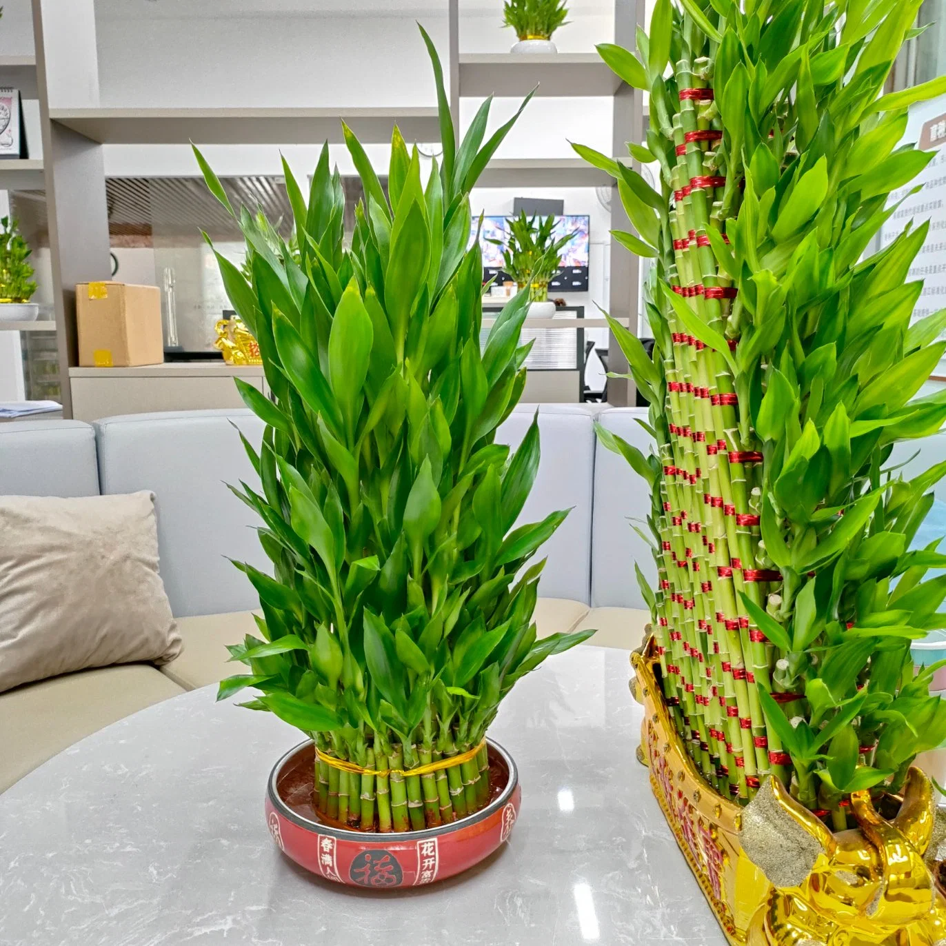 Acuerdo de la planta de bambú de árbol de la suerte de torre de planta de vivero de bambú para decoración Hpme