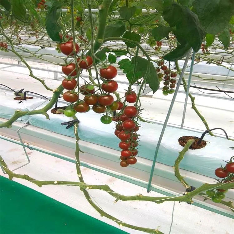 Serre agricole commerciale tomates hydroponiques Polycarbonate feuille Venlo serre