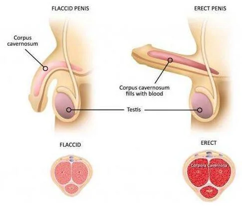 Lswt Linear Shockwave Therapy Treatment for Erectile Dysfunction