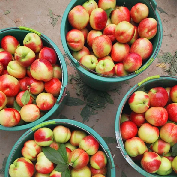 Fresh New Crop Nectarine