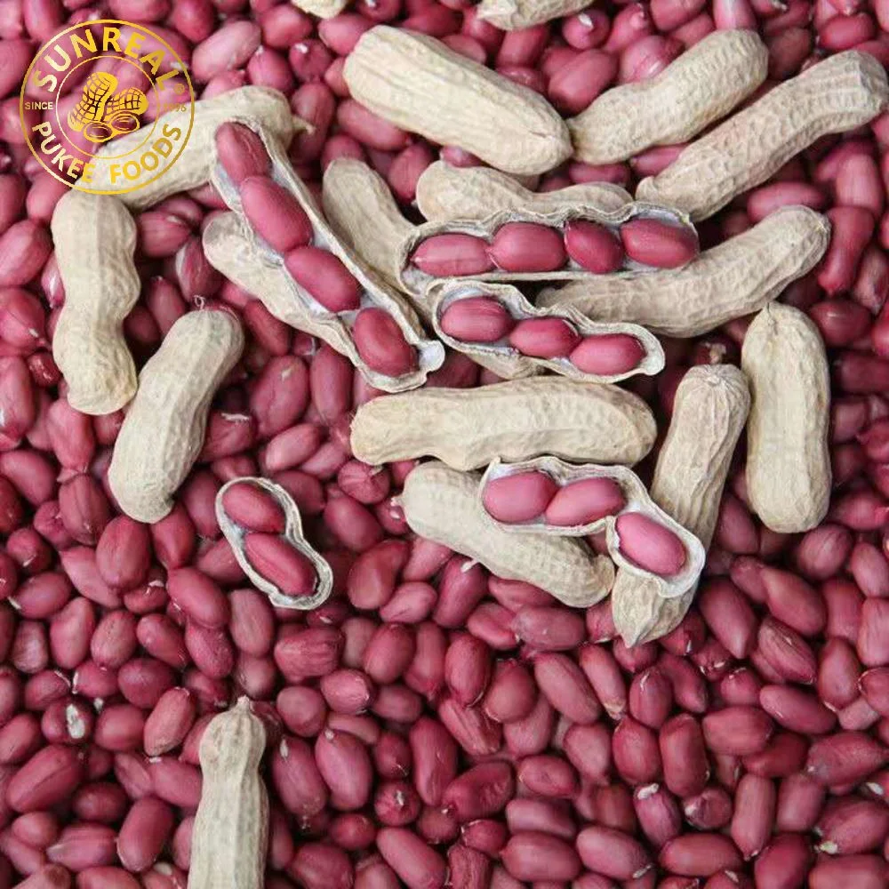 Peyted Peanut in Shell/Red Skin Peanut in Shell/Premium Quality من الصين