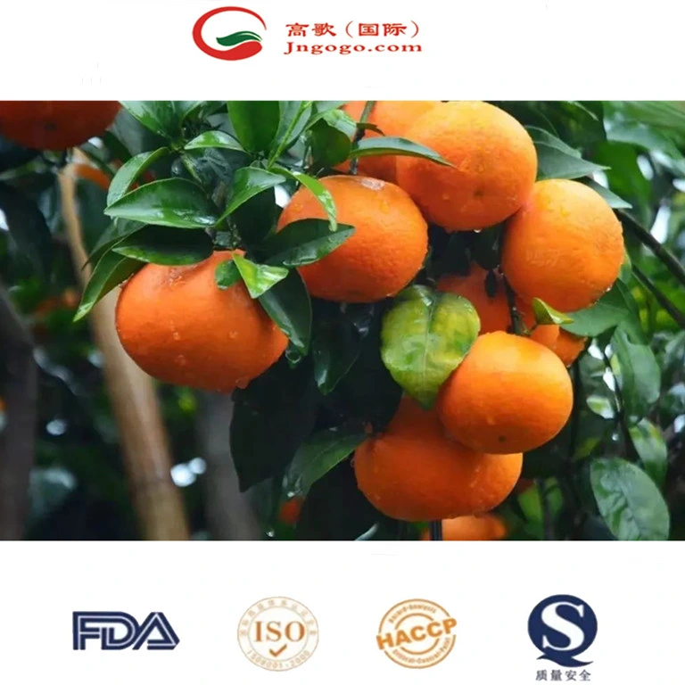 China Fresh Mandarin Sweet and High quality/High cost performance Mandarin Wogan Mandarin