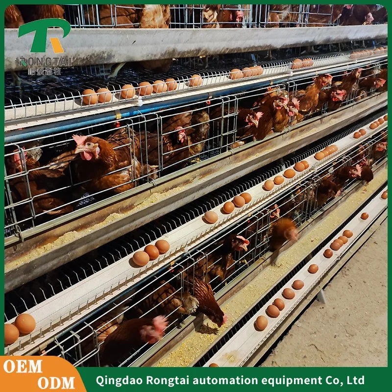 Battery Layer Chicken Cage for Poultry Farm with 96, 120, 128, 160 Birds Capacity