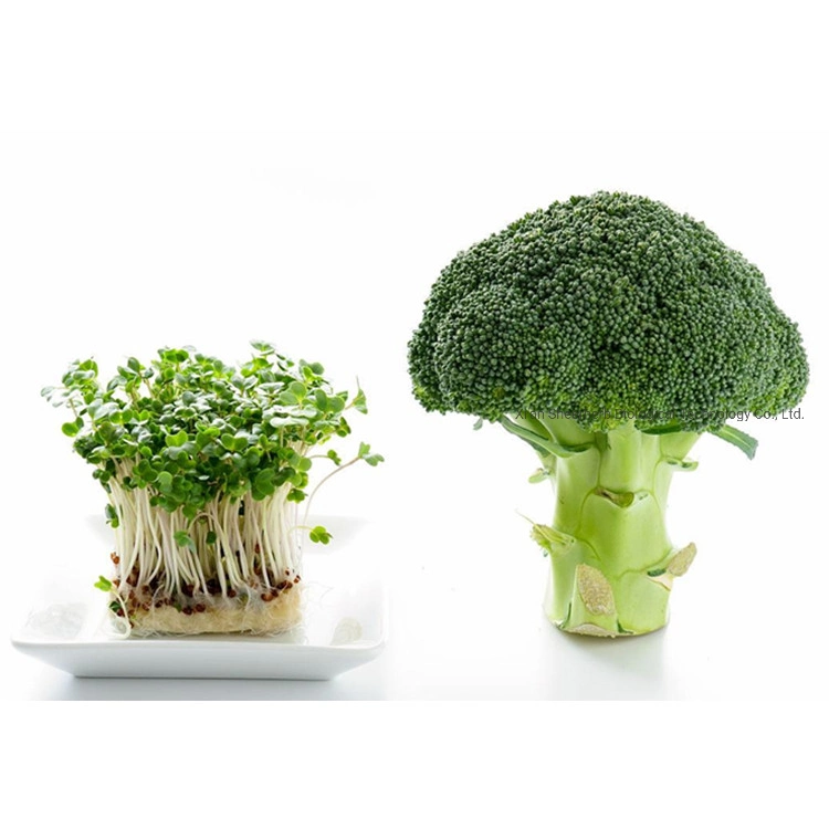 Bulk Broccoli Seed Extract Powder Bulk Broccoli Extract