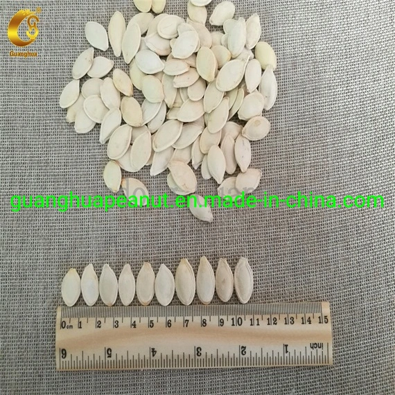 New Crop and Best Quality Shine Skin Pumpkin Seeds