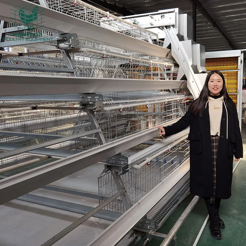 Poultry Farm Chicken Layer Cages With Automatic Feeding Equipment