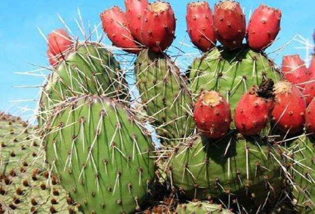 Supply High quality/High cost performance  Prickly Pear Fruit Extract Powder/ Cactus Fruit Extract Powder