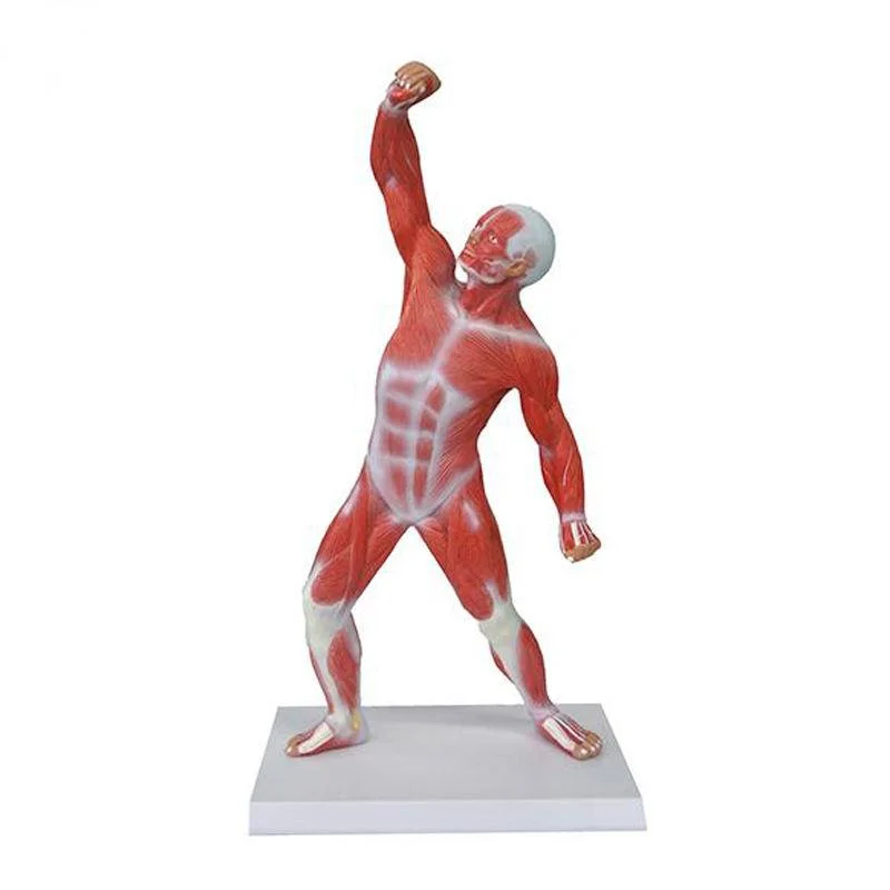 Soft Silicone Human Muscle Anatomy Nature Models Life Size Human Body Muscle Anatomical Model