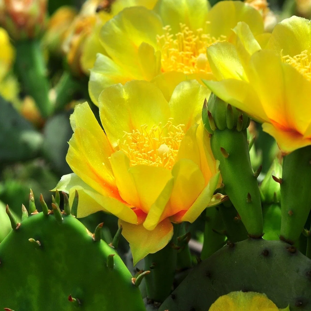 Anti-Inflammatory High quality/High cost performance  Best Price Herbal Extract Cactus Extract