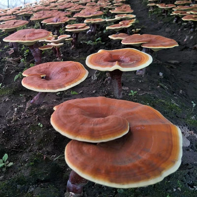 Hierbas Naturales de alta calidad Ganoderma roja seca Lucidum Reishi setas