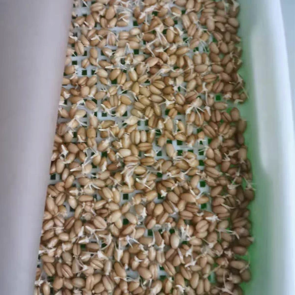 Touchhealthy Supply Good Quality Wheat Sprouting Seeds for Growing