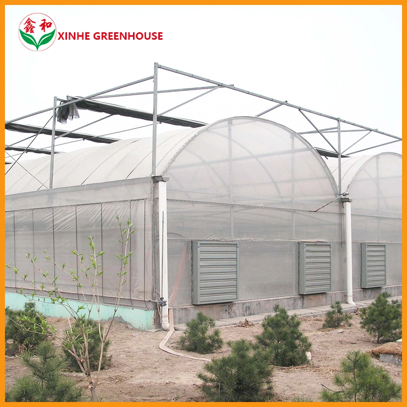 Multi Span Plastic Film Greenhouse con sistema de crecimiento hidropónico para Venta