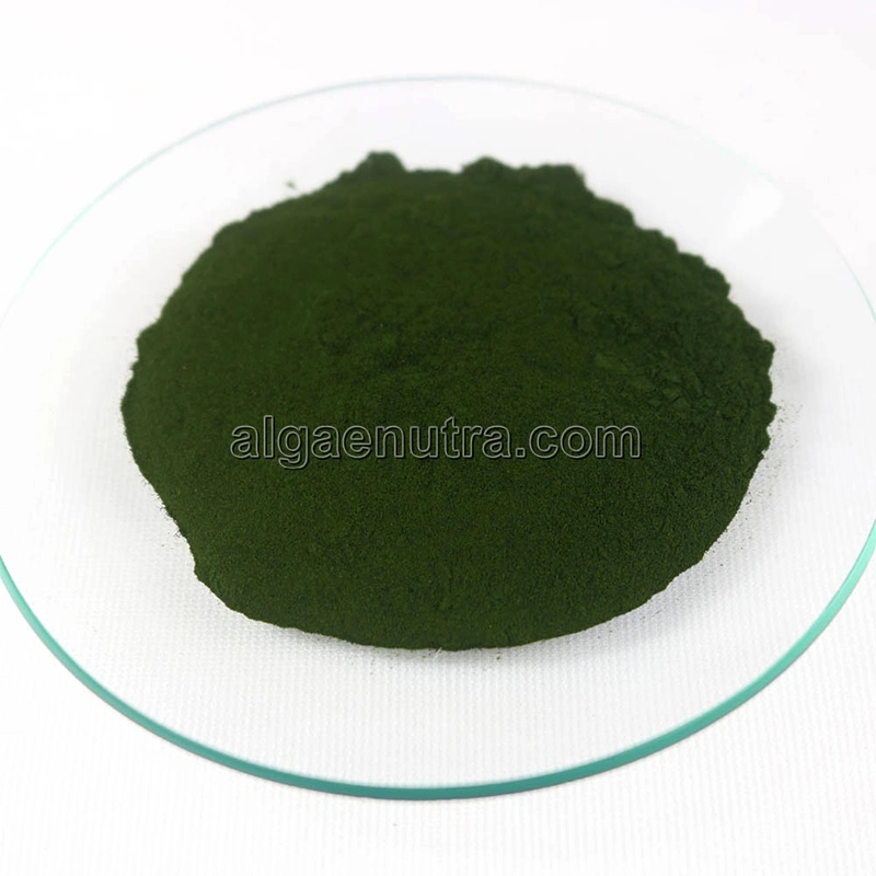 Food Grade complemento nutricional natural puro Extracto de alga verde Chlorella en polvo a granel