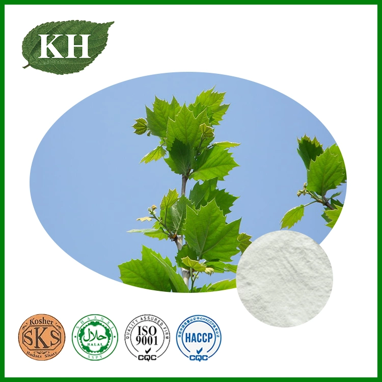 High Quality 10: 1, 20: 1 Birch Leaf Extract