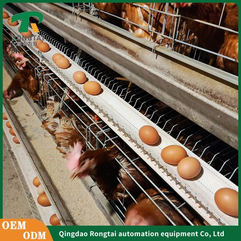 Battery Layer Chicken Cage for Poultry Farm with 96, 120, 128, 160 Birds Capacity