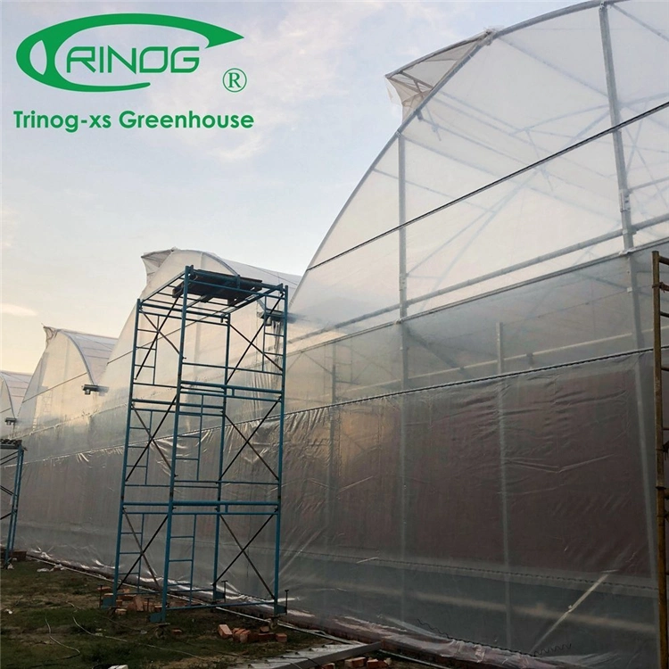 Galvanized Steel Structure Multi-Span Film Photovoltaic Greenhouse for Vegetable Flower Growth