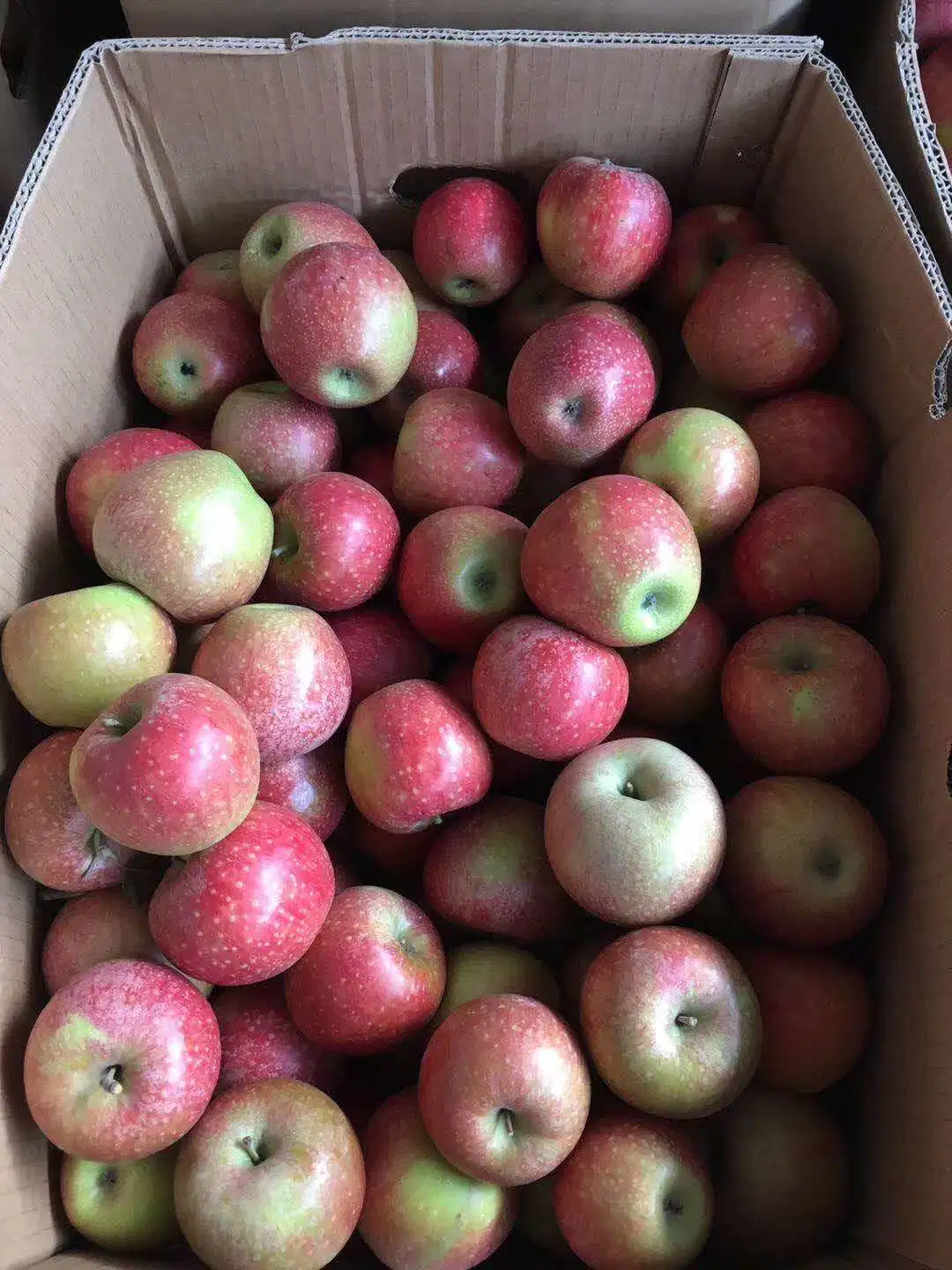 New Crop Super Quality Fresh Qinguan Apple