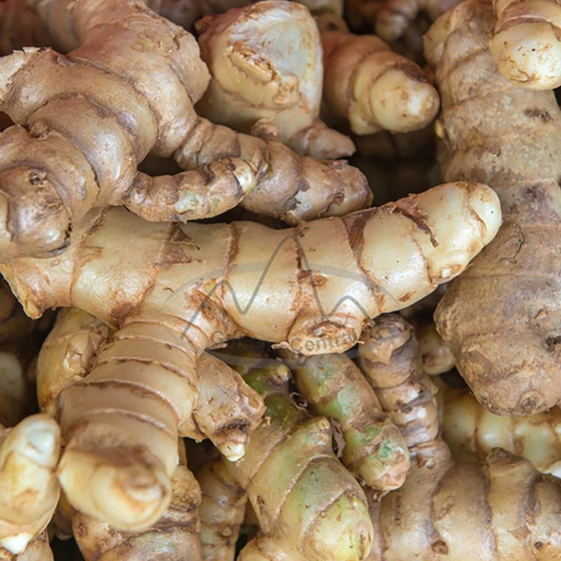 China High Quality Dry Ginger Fresh Ginger