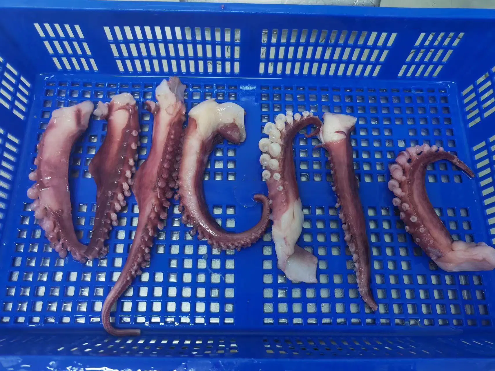 Замороженное морепродукты Squid Calamari Pota щупальца