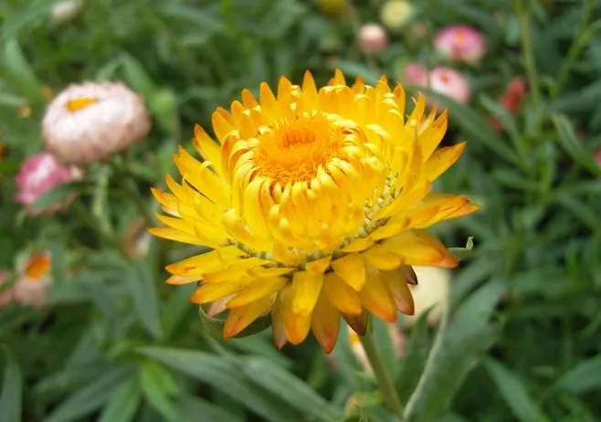 أفضل جودة عالية الجودة من نوع Natural النقي 4: 1~20: 1 مستخرج Helichrysum