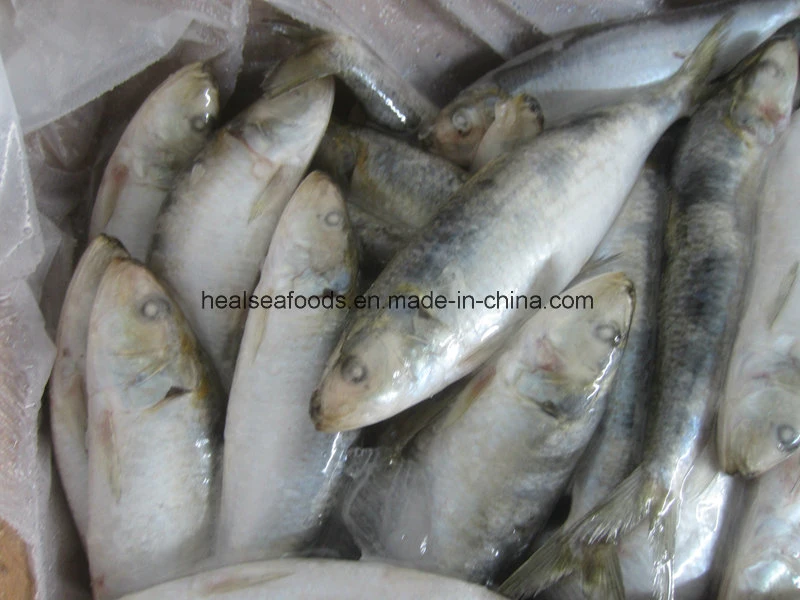 Big Sardine Fish (about 60pieces per carton)