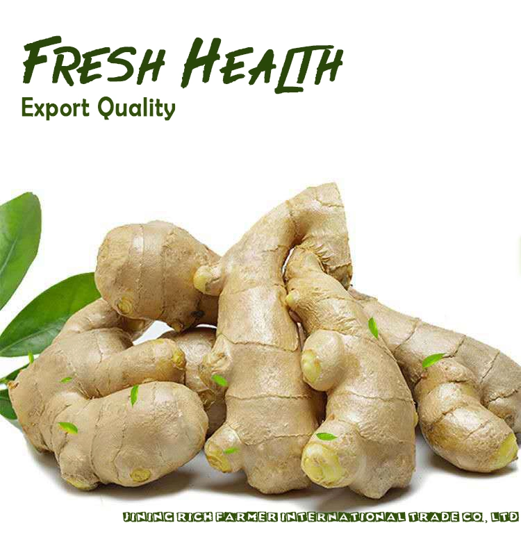 Hot Sale China Dry Ginger New Crop chinês fresco Ginger Para exportação