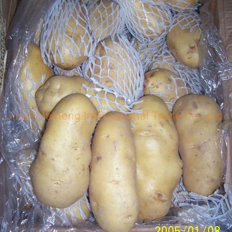 Good Quality Fresh Holland Potato