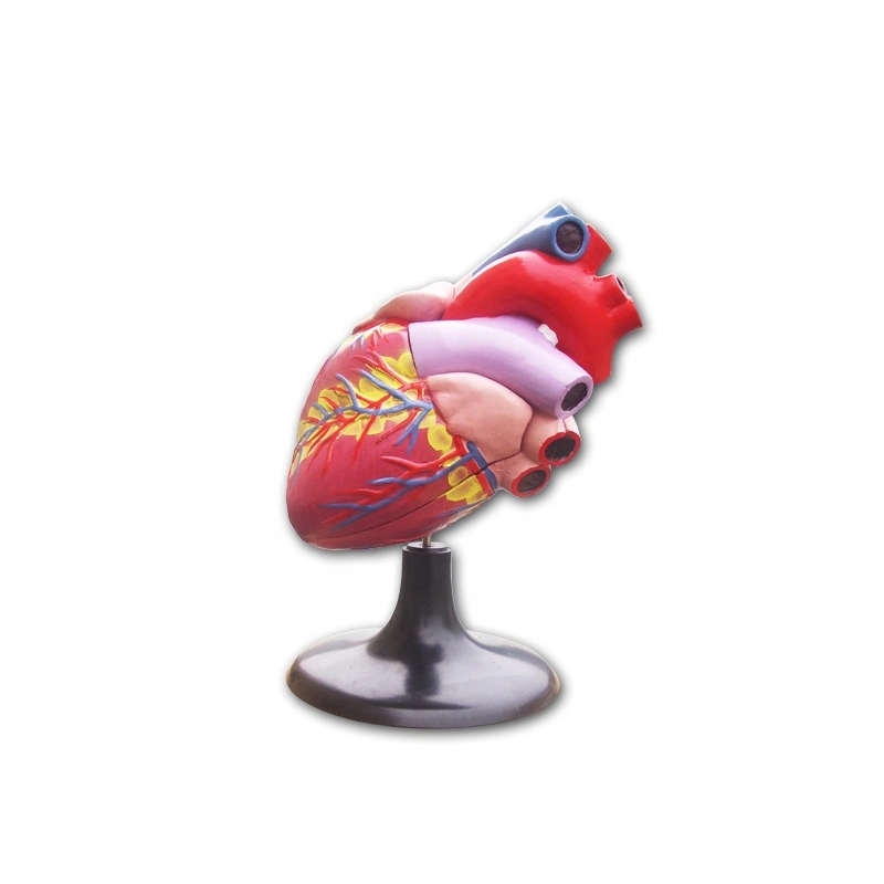 Modelo del corazón anatómico médico humano