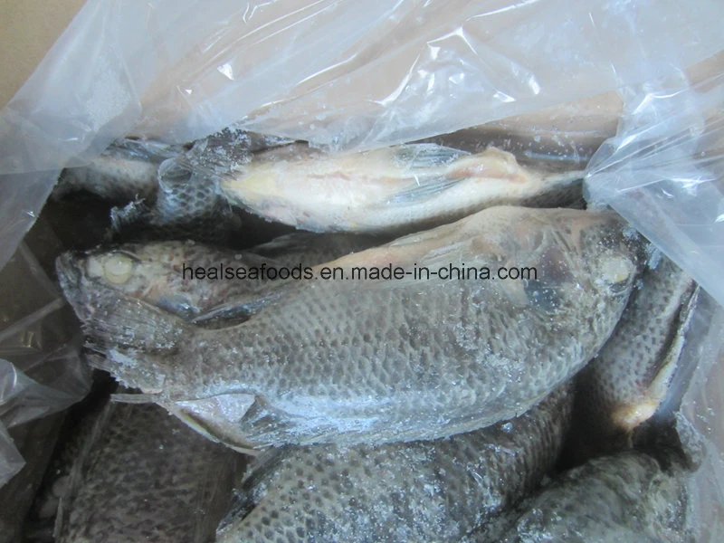 Y eviscerados congelados de pescado Tilapia Escala