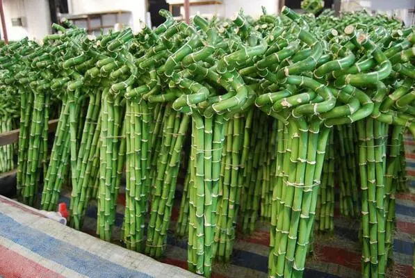 Factory Price Spiral Curl Lucky Bamboo Wholesale Garden Supply