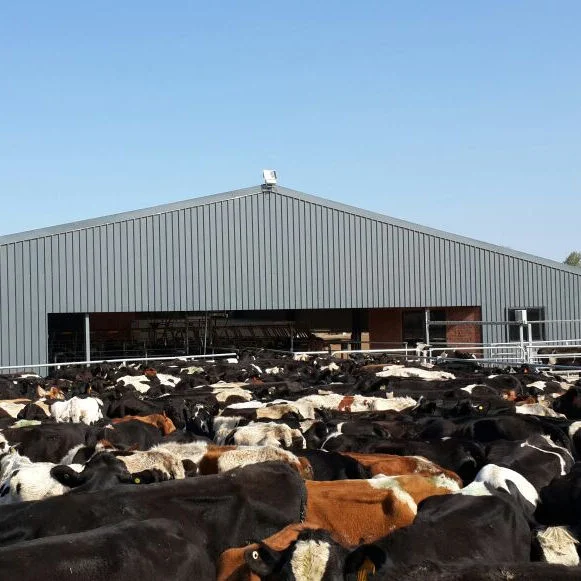 Steel Structure Cows Farm Building Prefabricated Steel Structure Cows Farm