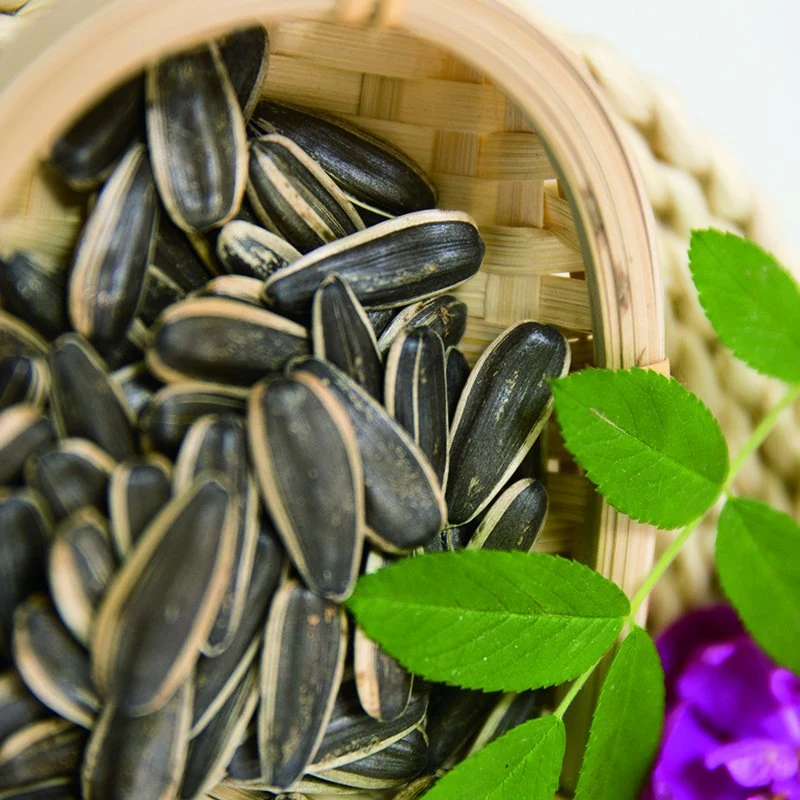 Chinese Inner Mongolia Origin Sunflower Seed 361