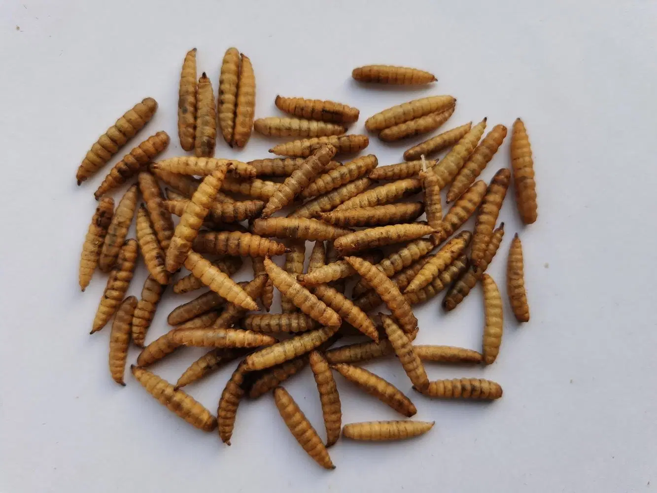 Dried Black Soldier Fly Larvae for Birds/Poultry/Reptiles Feed