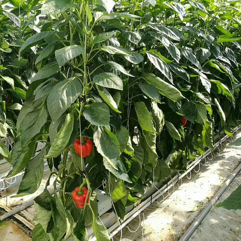 Film Arch Type Greenhouse for Tomato Cucumber Chili Pepper