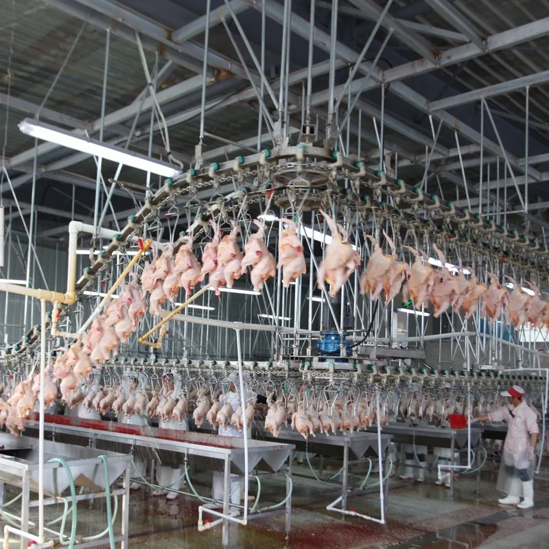 Stainless Steel 304 Frame Agricultural Poultry Farm Broiler Processing Air Chilling Line Equipment for Slaughterhouse Project