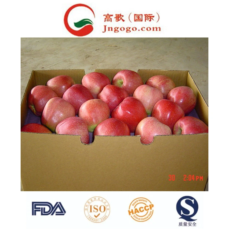 Fresh FUJI, Huaniu, Gala, Golden, Qinguan Apple