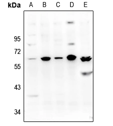 Nip45 Polyclonal Antibody