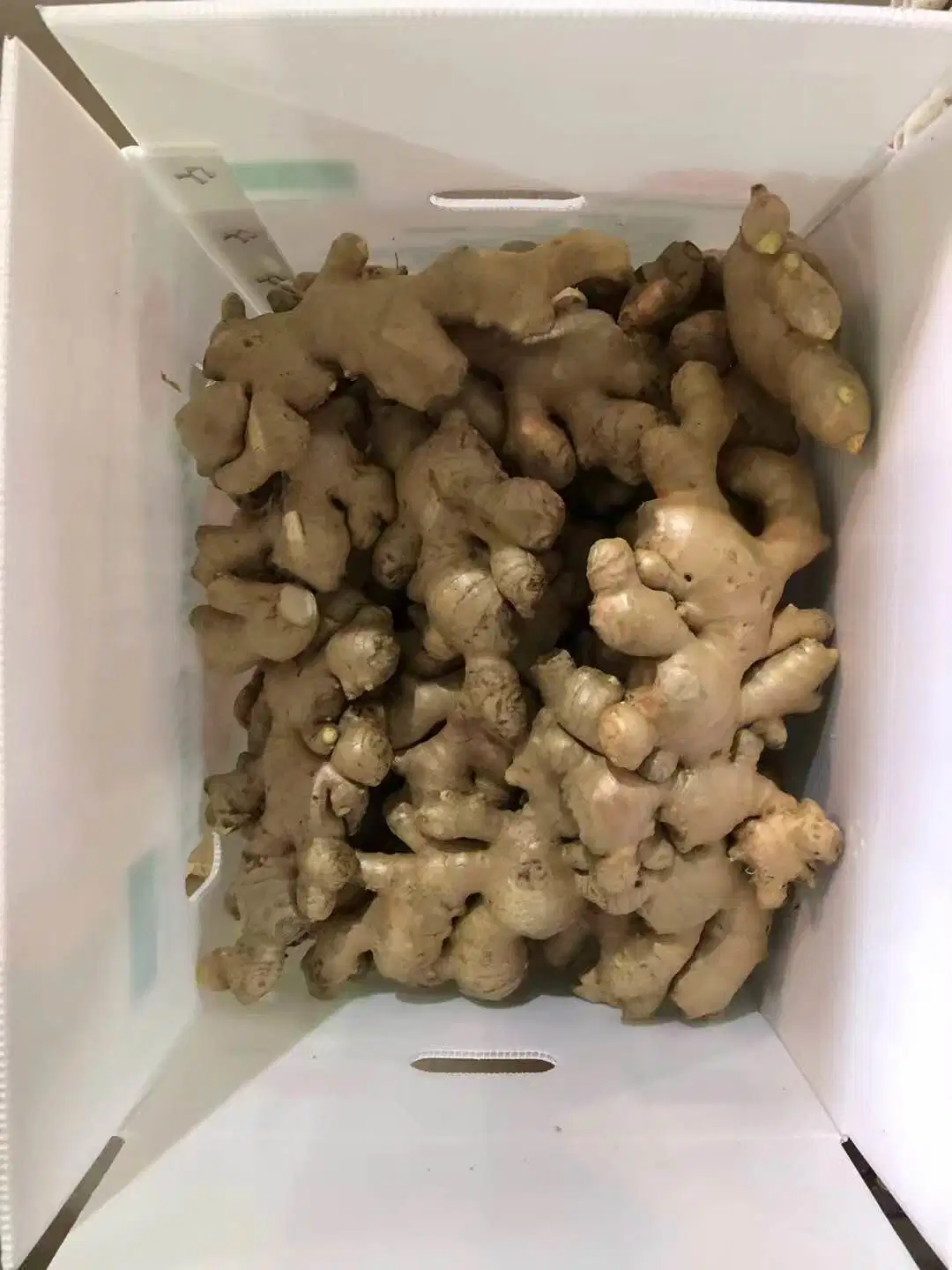 China Factory Fresh Organic Ginger for Export