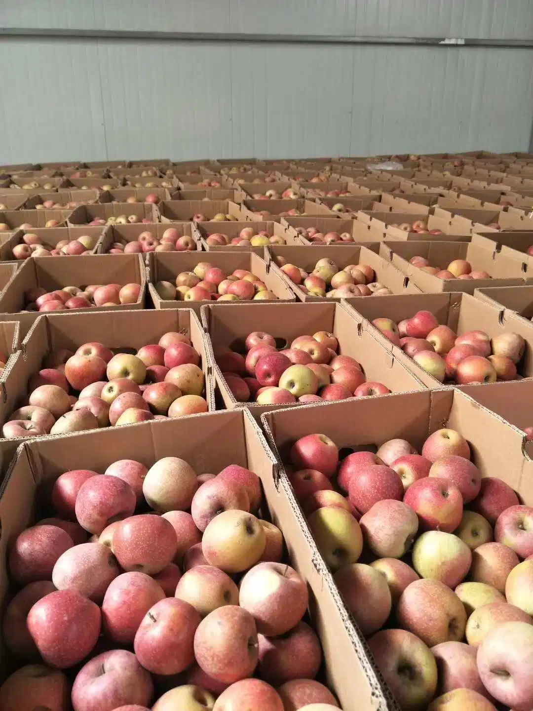 New Crop Super Quality Fresh Qinguan Apple