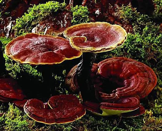 Le champignon Reishi organiques Lingzhi Ganoderma lucidum Poudre de champignons Ganoderma Extrait de champignons comme adaptogène Café de champignons